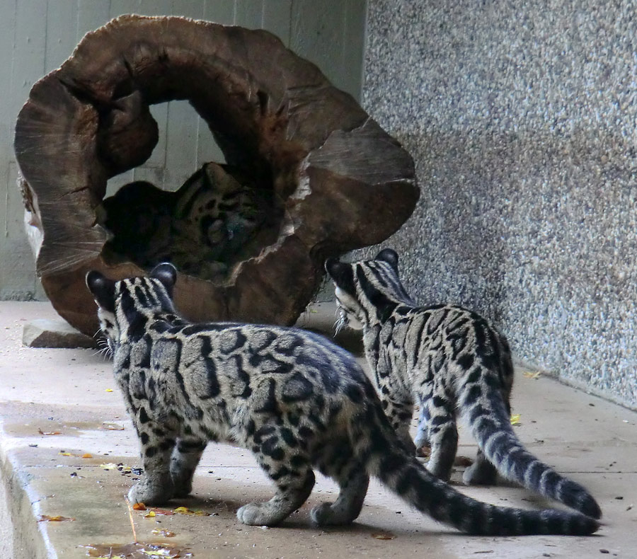 Nebelparder im Wuppertaler Zoo im November 2012