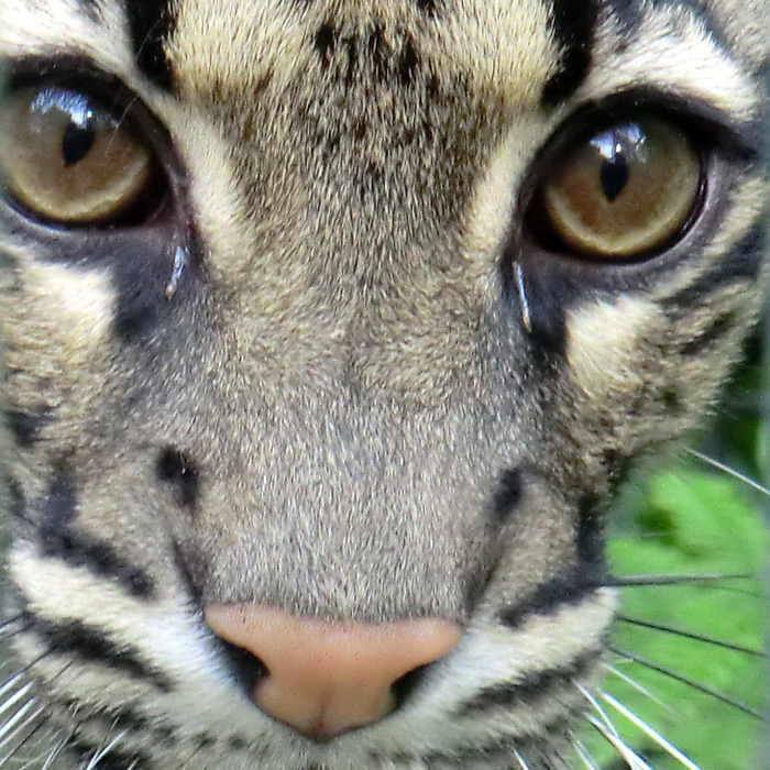 Nebelparder im Wuppertaler Zoo im Mai 2013