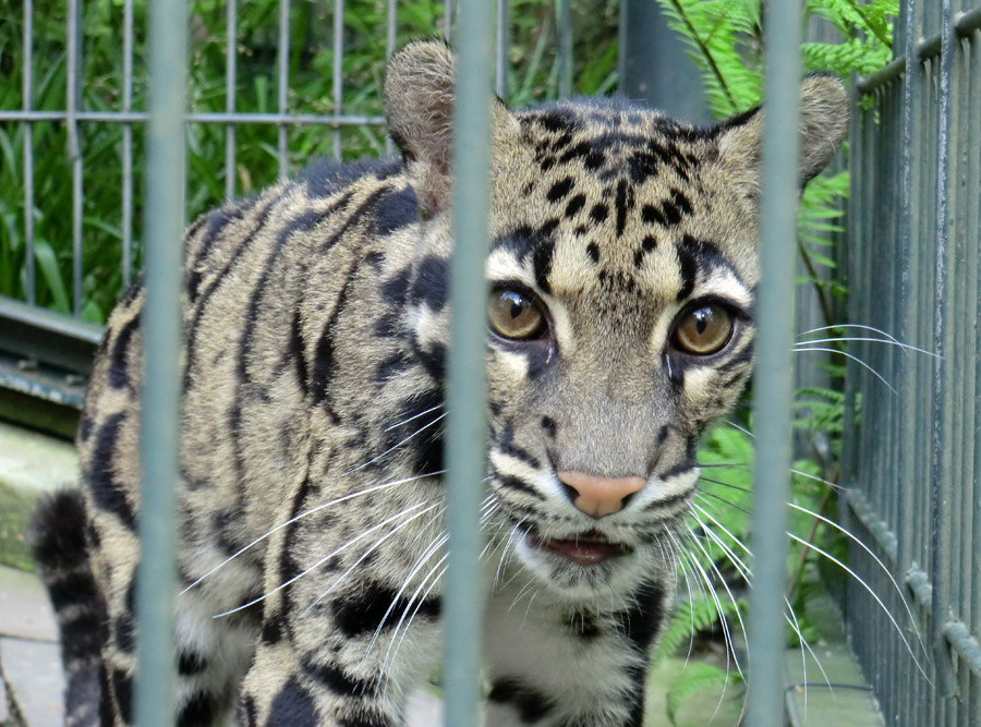 Nebelparder im Zoo Wuppertal im Mai 2013