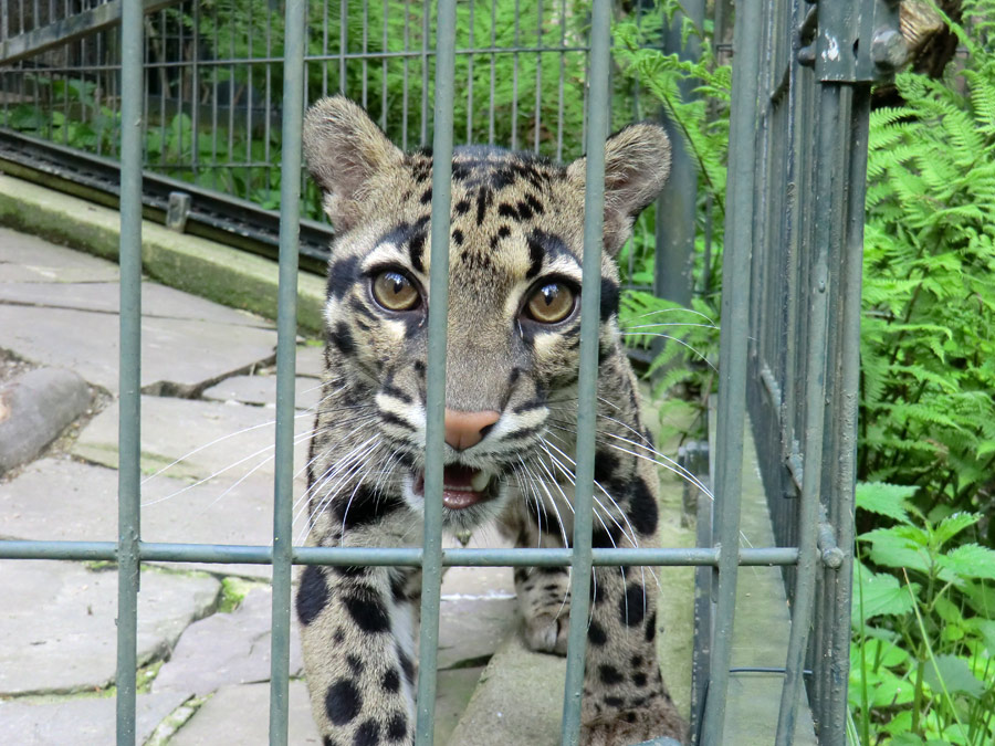 Nebelparder im Zoologischen Garten Wuppertal im Mai 2013