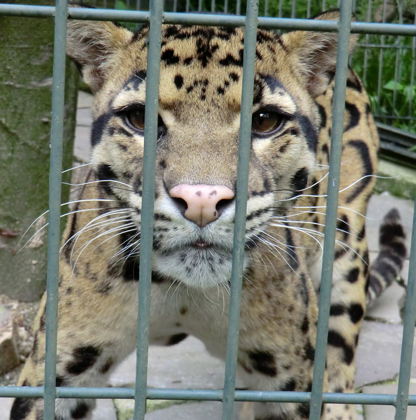 Nebelparder KAPUAS im Wuppertaler Zoo im Mai 2013