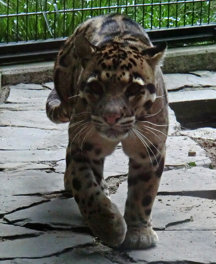 Nebelparder KAPUAS im Zoologischen Garten Wuppertal im Mai 2013