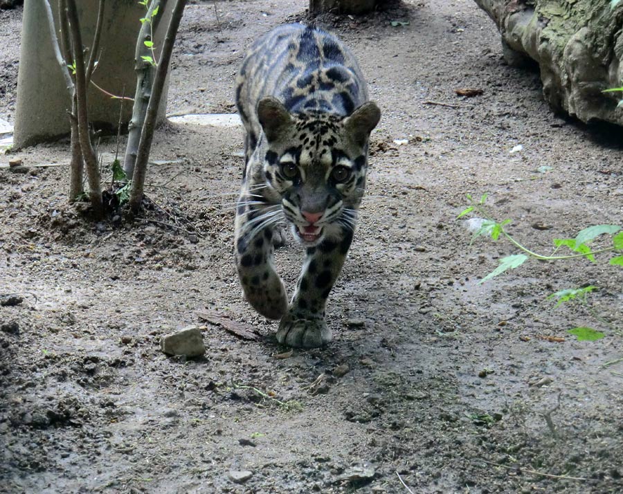 Nebelparder im Wuppertaler Zoo im Mai 2013