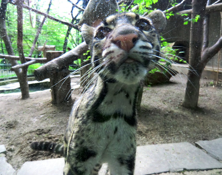 Nebelparder im Zoo Wuppertal im Mai 2013