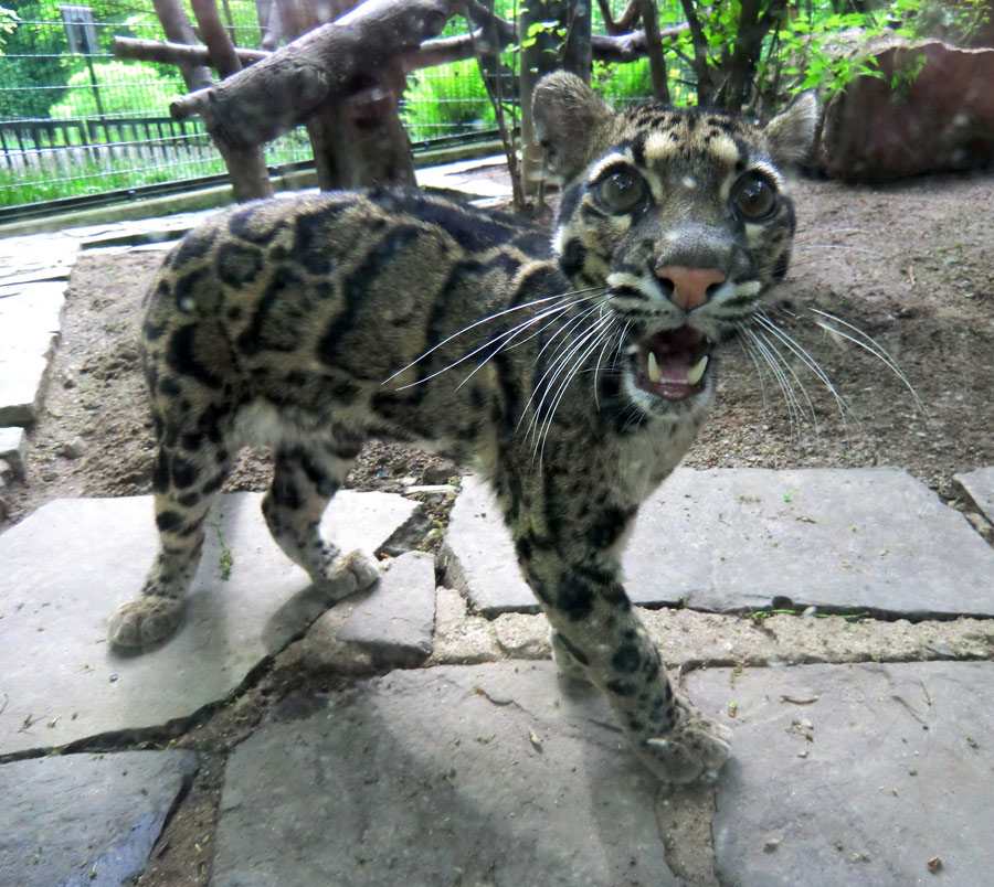 Nebelparder im Zoologischen Garten Wuppertal im Mai 2013