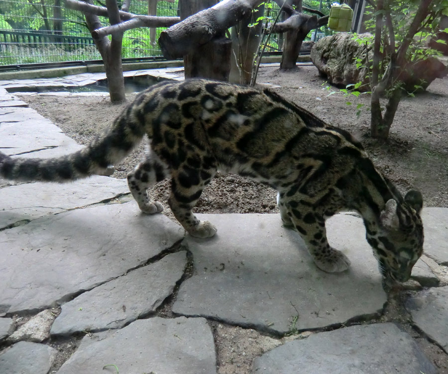 Nebelparder im Zoo Wuppertal im Mai 2013