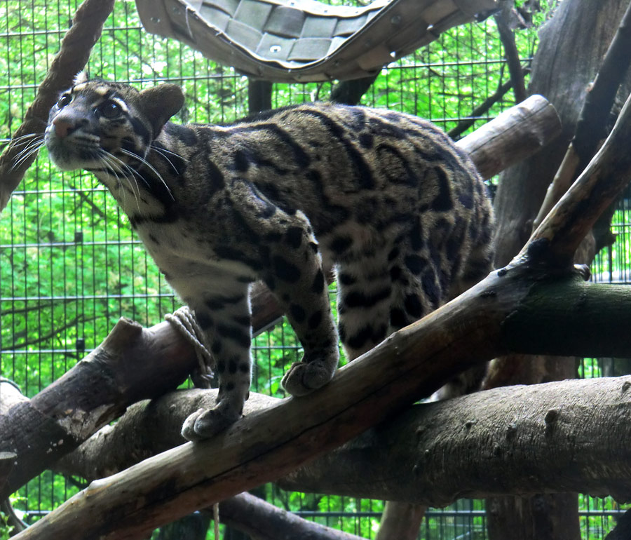 Nebelparder im Zoologischen Garten Wuppertal im Mai 2013