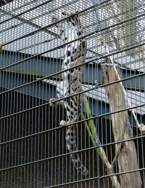 Nebelparder im Zoo Wuppertal im Januar 2014