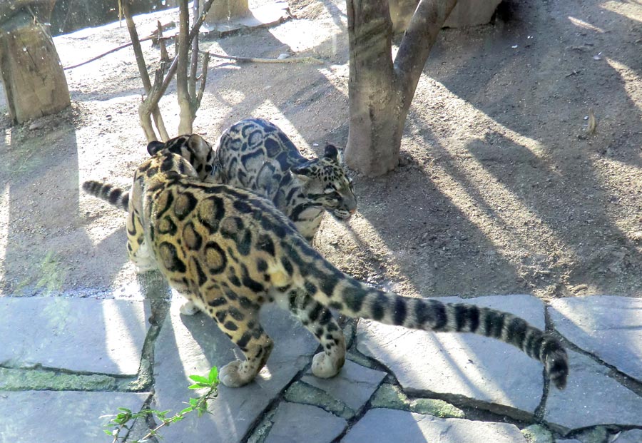 Nebelparder im Zoo Wuppertal im März 2014