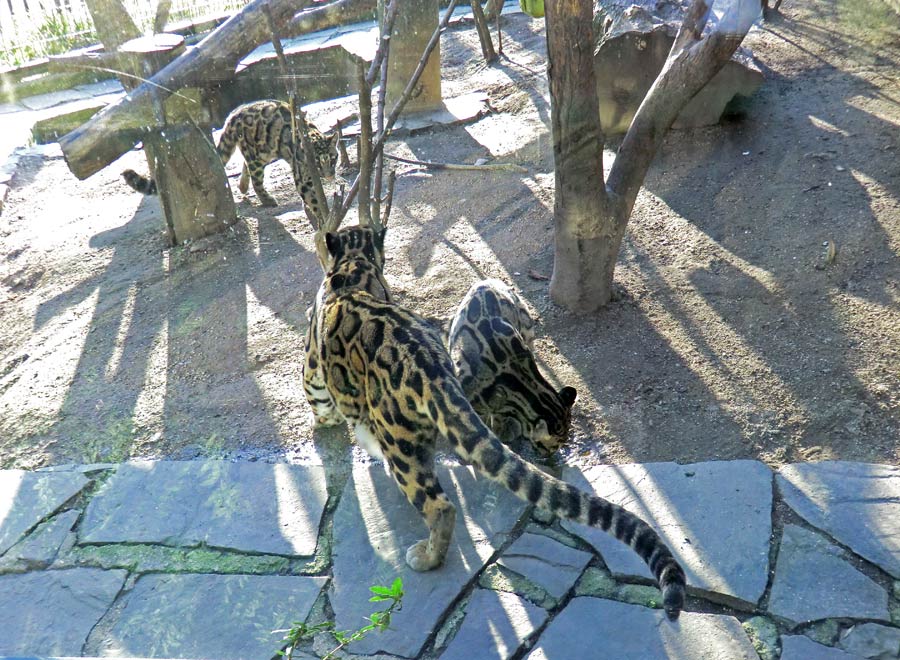 Nebelparder im Zoologischen Garten Wuppertal im März 2014