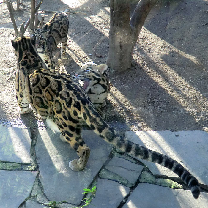 Nebelparder im Wuppertaler Zoo im März 2014