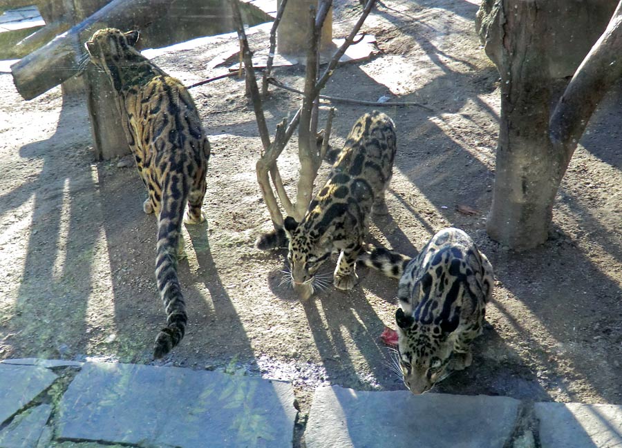 Nebelparder im Wuppertaler Zoo im März 2014