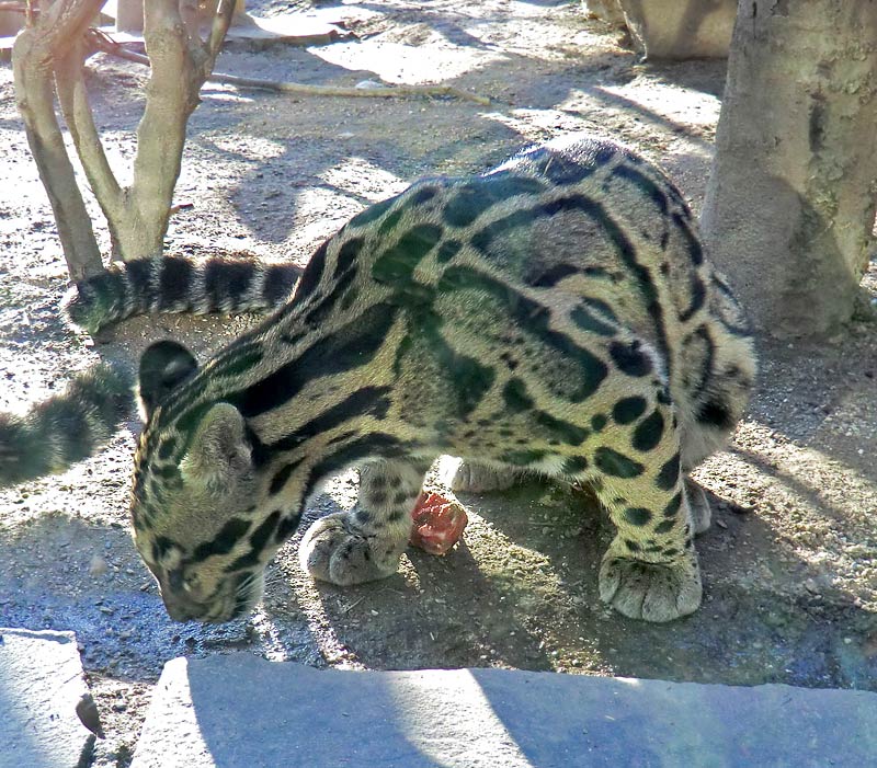 Nebelparder im Zoo Wuppertal im März 2014