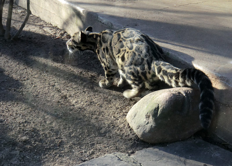 Nebelparder im Zoologischen Garten Wuppertal im März 2014