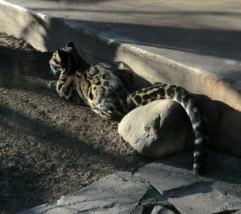 Nebelparder im Wuppertaler Zoo im März 2014