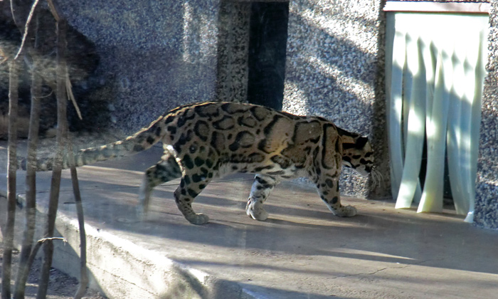 Nebelparder im Zoo Wuppertal im März 2014