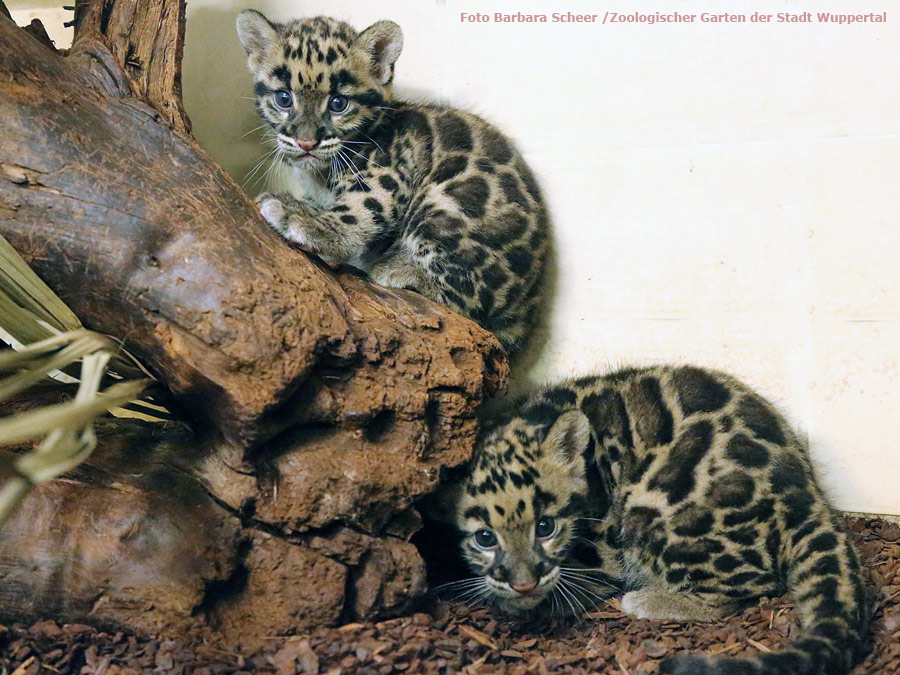 Nebelparder Jungtiere im Wuppertaler Zoo im Juli 2014 (Foto Barbara Scheer - Zoologischer Garten der Stadt Wuppertal)