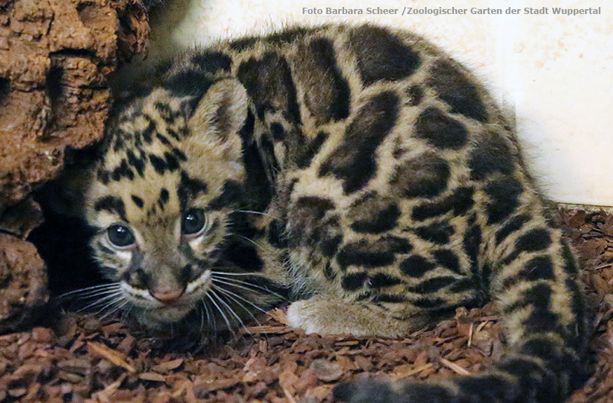 Nebelparder Jungtier im Zoo Wuppertal im Juli 2014 (Foto Barbara Scheer - Zoologischer Garten der Stadt Wuppertal)