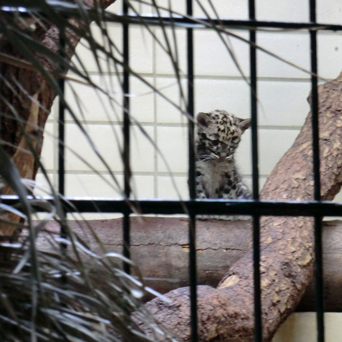 Nebelparder Jungtier im Wuppertaler Zoo im Juli 2014