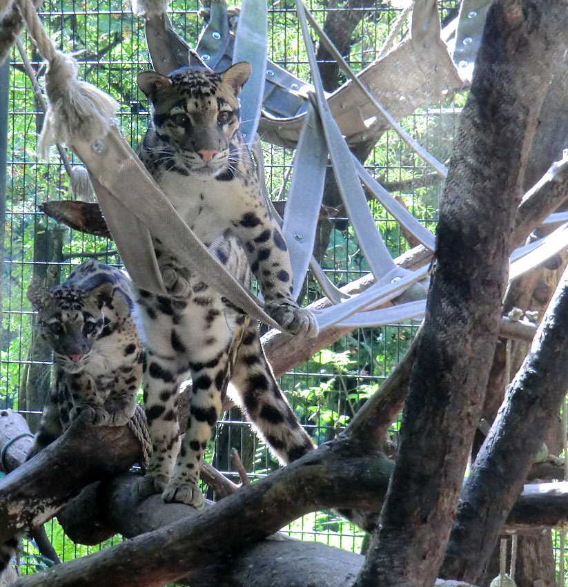 Nebelparder im Zoologischen Garten Wuppertal im August 2014