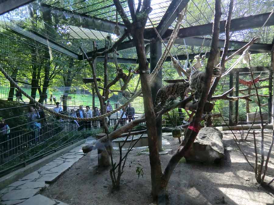 Anlage für Nebelparder im Wuppertaler Zoo im August 2014