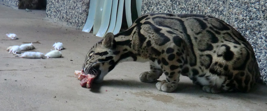 Nebelparder im Zoo Wuppertal im August 2014