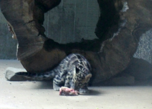 Nebelparder Jungtier im Zoologischen Garten Wuppertal im August 2014