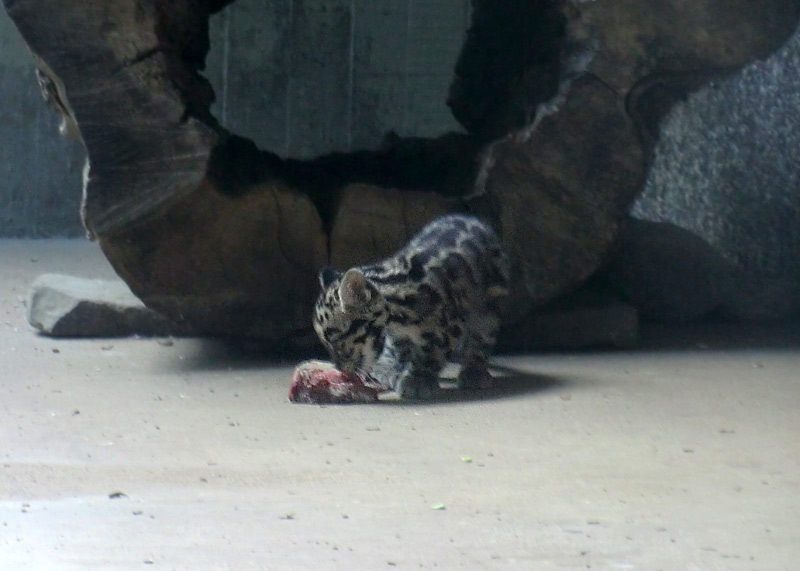 Nebelparder Jungtier im Wuppertaler Zoo im August 2014