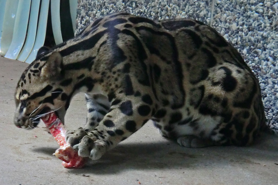 Nebelparder im Zoologischen Garten Wuppertal im August 2014