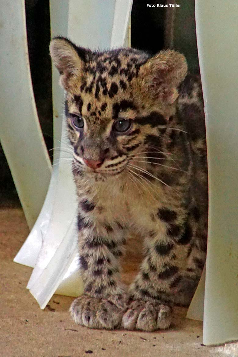 Nebelparder-Jungtier am 27. August 2014 auf der Außenanlage am Großkatzen-Haus im Grünen Zoo Wuppertal (Foto Klaus Tüller)