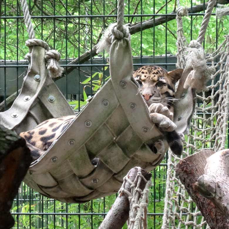 Nebelparder in einer Hängematte am 14. Mai 2017 im Grünen Zoo Wuppertal