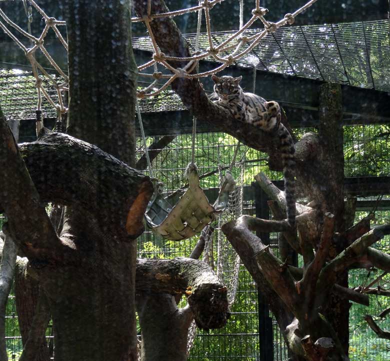 Nebelparder am 20. Mai 2017 im Zoologischen Garten der Stadt Wuppertal