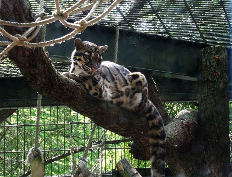 Nebelparder am 20. Mai 2017 im Grünen Zoo Wuppertal