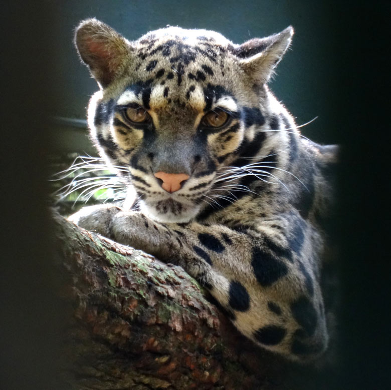 NNebelparder am 20. Mai 2017 im Zoo Wuppertal