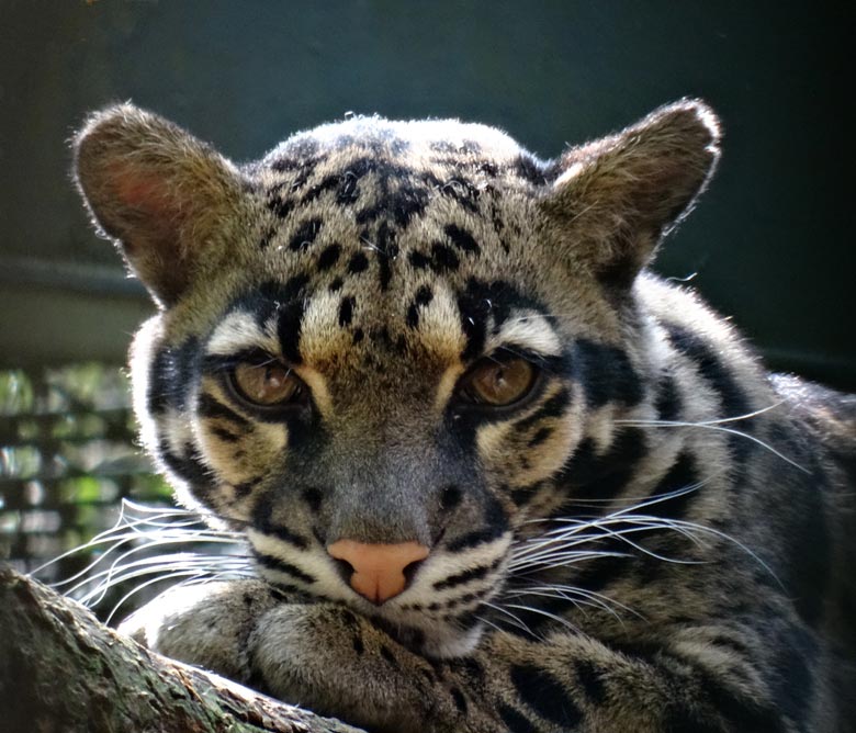 Nebelparder am 20. Mai 2017 im Wuppertaler Zoo