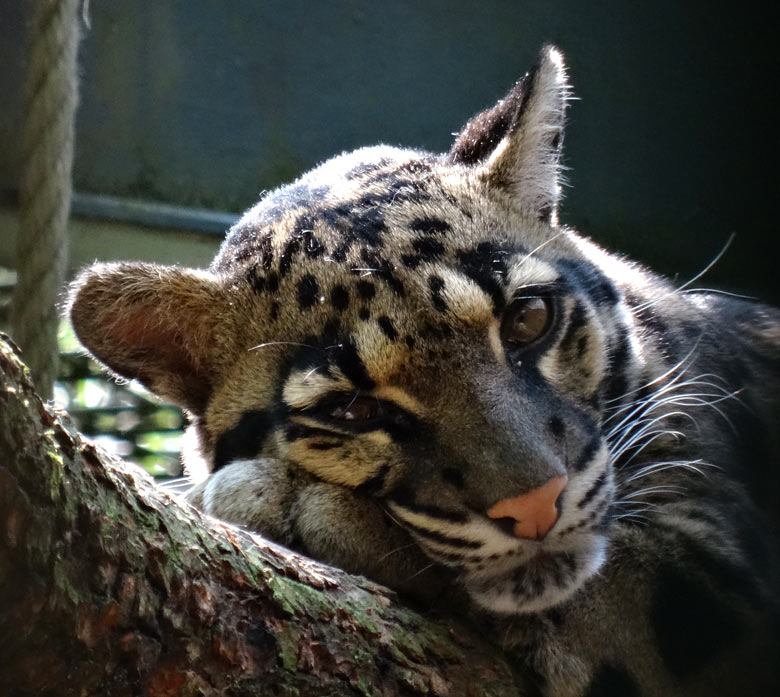 Nebelparder am 20. Mai 2017 im Zoologischen Garten Wuppertal