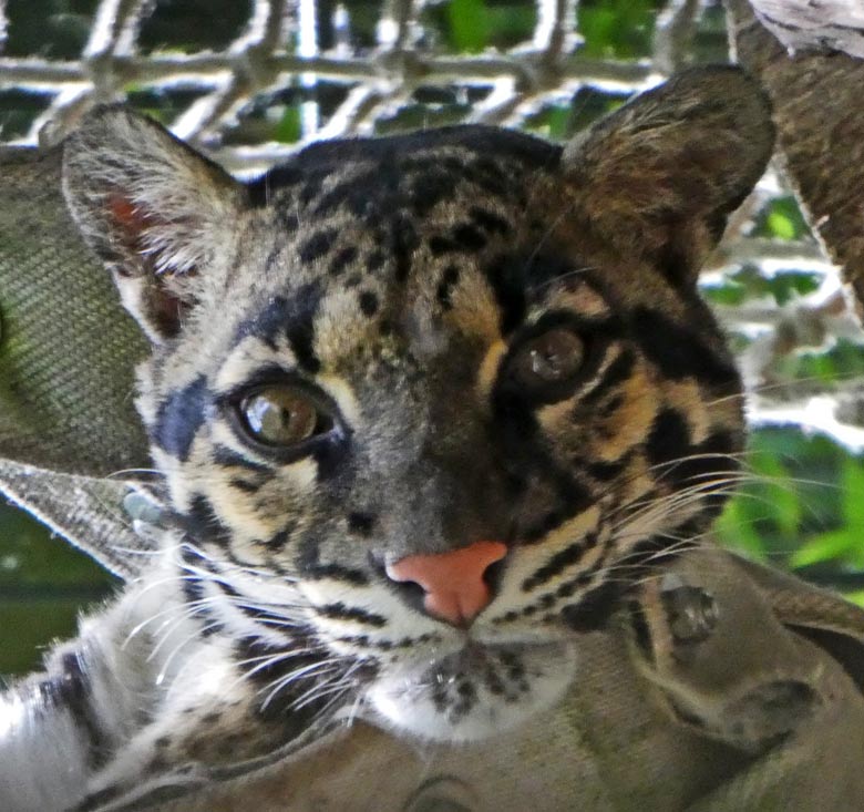 Nebelparder am 18. Juni 2017 im Grünen Zoo Wuppertal