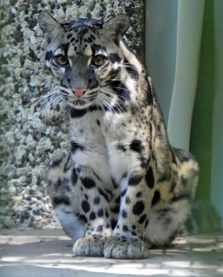 Nebelparder am 26. Mai 2018 in der Außenanlage im Grünen Zoo Wuppertal