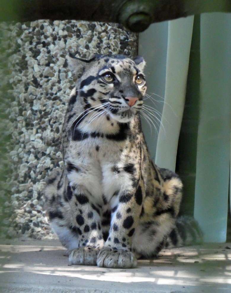 Nebelparder am 26. Mai 2018 in der Außenanlage im Zoologischen Garten Wuppertal