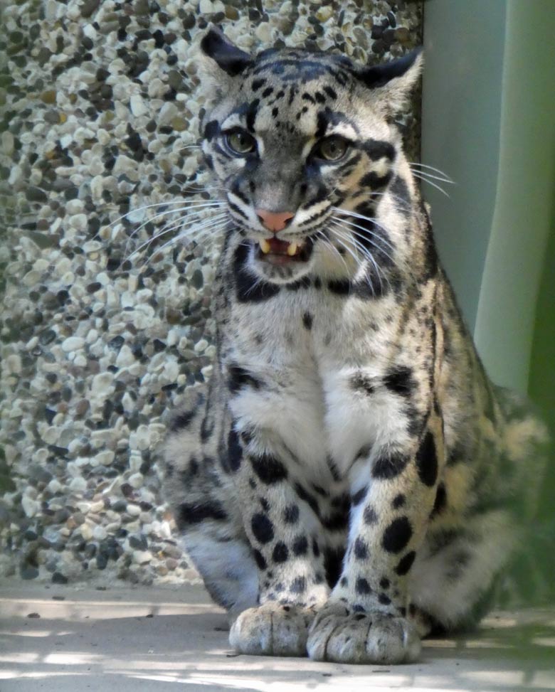 Nebelparder am 26. Mai 2018 in der Außenanlage im Wuppertaler Zoo