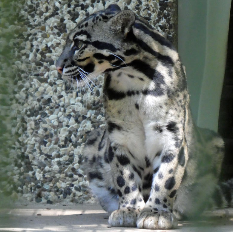 Nebelparder am 26. Mai 2018 in der Außenanlage im Wuppertaler Zoo