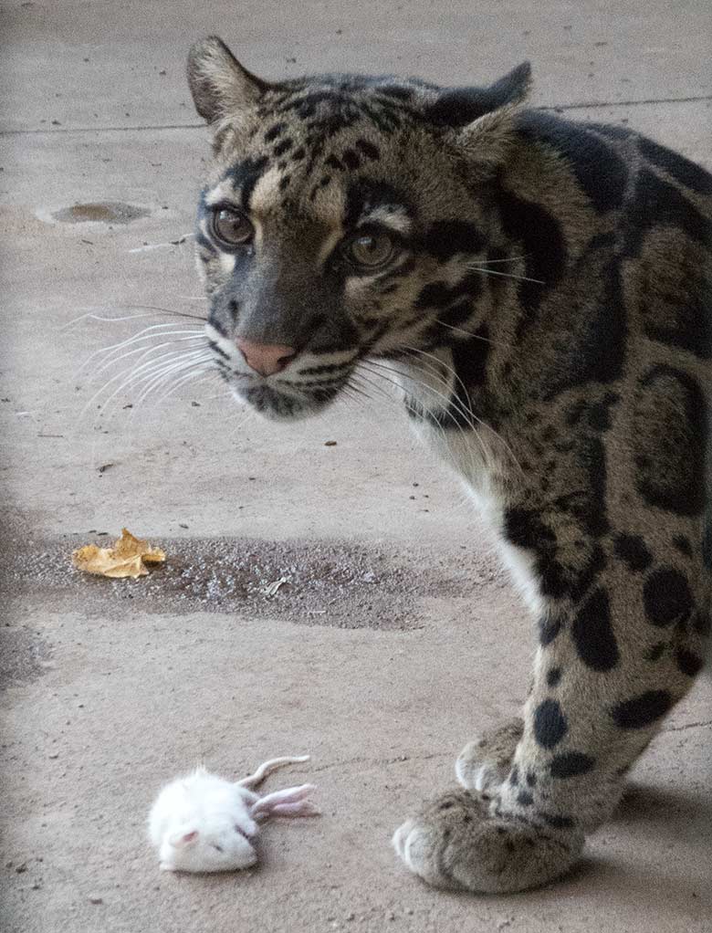 Nebelparder am 17. November 2018 in der Außenanlage am Großkatzen-Haus im Grünen Zoo Wuppertal