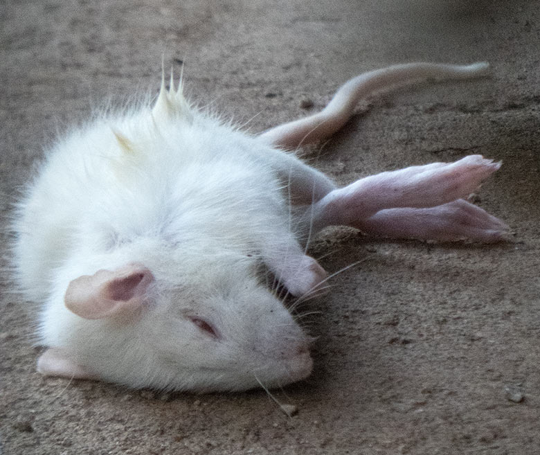 Futtermaus für Nebelparder am 17. November 2018 in der Außenanlage am Großkatzen-Haus im Zoo Wuppertal