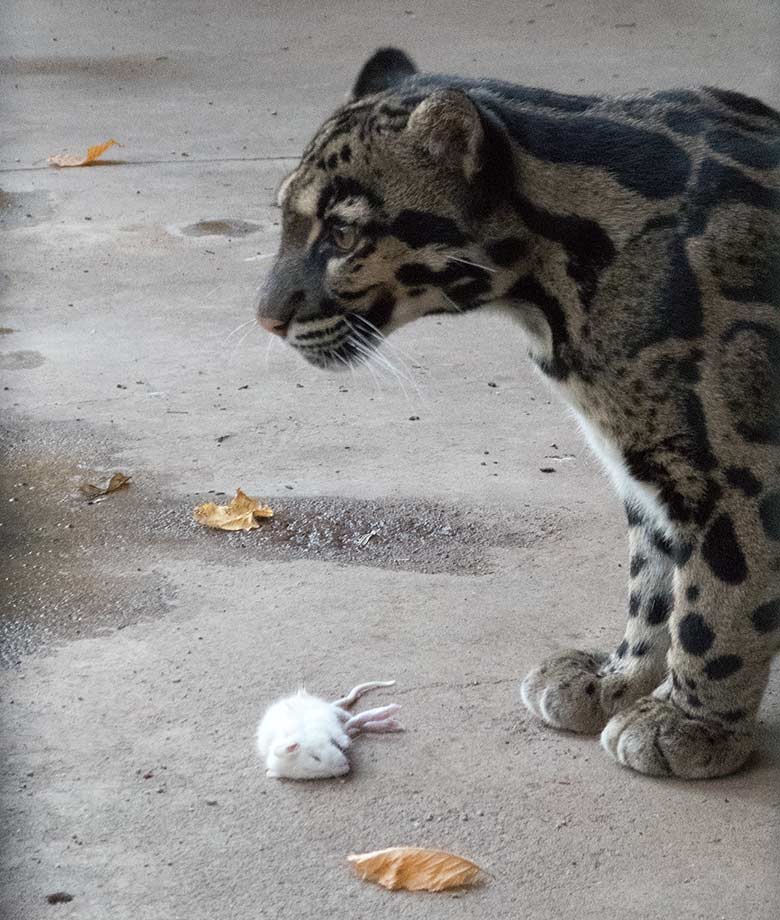 Nebelparder am 17. November 2018 in der Außenanlage am Großkatzen-Haus im Zoologischen Garten Wuppertal