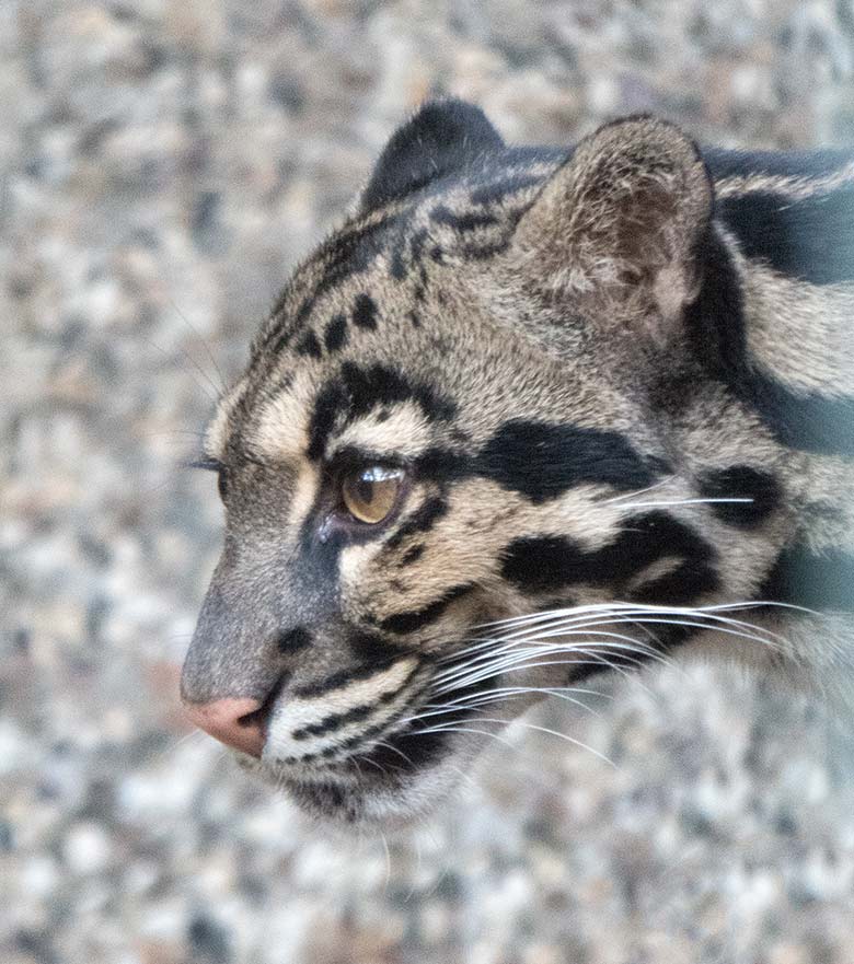 Nebelparder am 17. November 2018 in der Außenanlage am Großkatzen-Haus im Wuppertaler Zoo