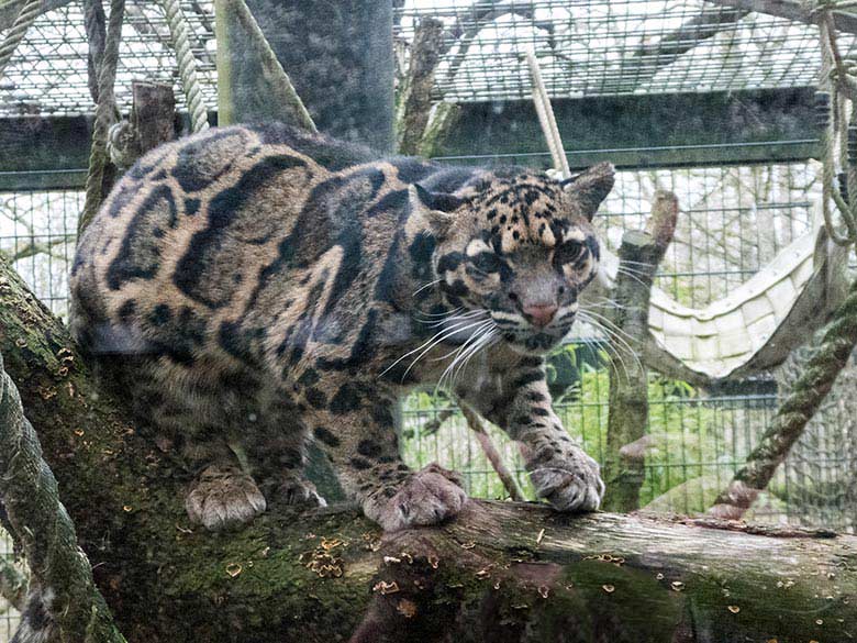 Nebelparder am 17. März 2019 im Außengehege am Großkatzen-Haus im Grünen Zoo Wuppertal