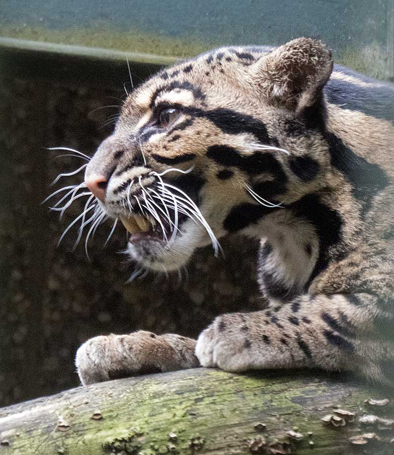 Nebelparder am 5. Mai 2019 auf der Außenanlage am Großkatzen-Haus im Zoo Wuppertal