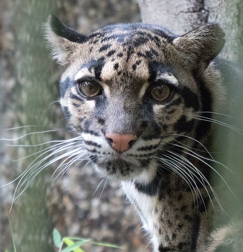 Nebelparder am 10. Juli 2019 in der Außenanlage am Großkatzen-Haus im Grünen Zoo Wuppertal