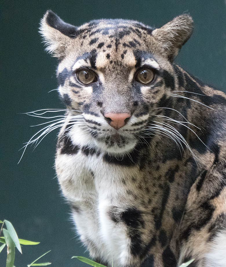 Nebelparder am 10. Juli 2019 in der Außenanlage am Großkatzen-Haus im Zoologischen Garten Wuppertal