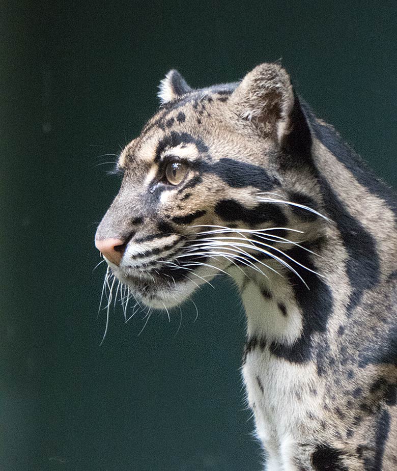 Nebelparder am 10. Juli 2019 in der Außenanlage am Großkatzen-Haus im Wuppertaler Zoo